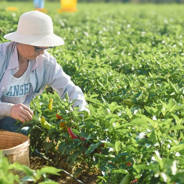famiglia-azienda-agricola-iannuzzi